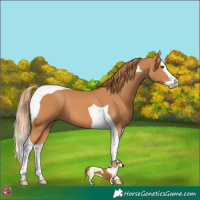 Horse Color:Chestnut Splash Tobiano