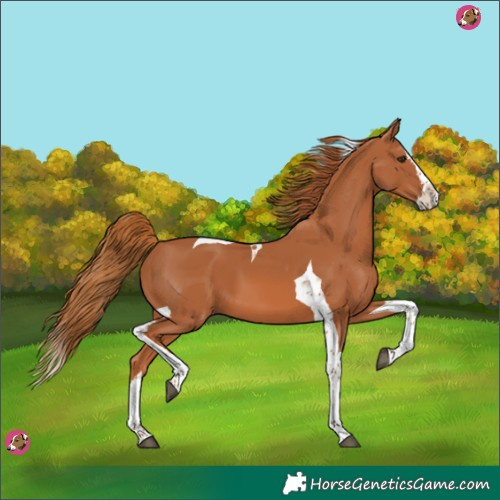 Horse Color:Chestnut Splash Tobiano 