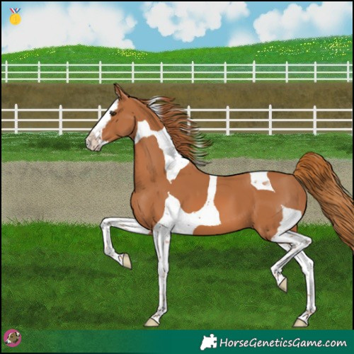 Horse Color:Chestnut Splash Tobiano