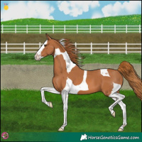 Horse Color:Chestnut Splash Tobiano