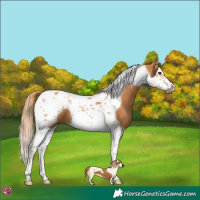 Horse Color:Chestnut Splash Tobiano Frame