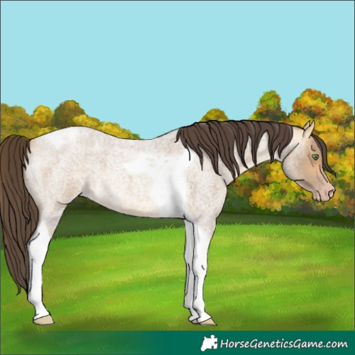 Horse Color:Amber Cream Champagne Roan Tobiano 