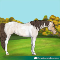 Horse Color:Amber Cream Champagne Roan Tobiano 