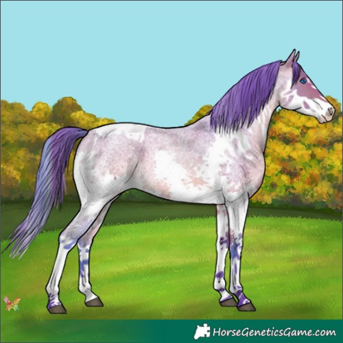 Horse Color:Watercolor Bay Roan Splash Tobiano 