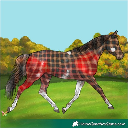 Horse Color:Plaid  White Spotted Liver Chestnut 