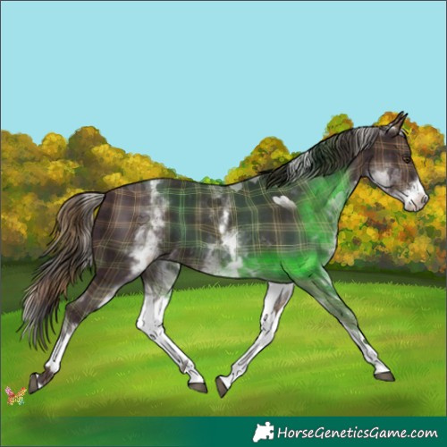 Horse Color:Plaid  White Spotted Liver Chestnut 