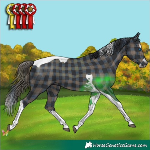 Horse Color:Plaid  Black Splash Tobiano 