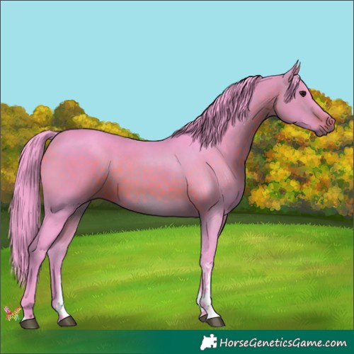 Horse Color:Watercolor Bay Tobiano