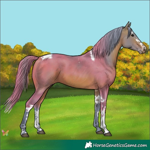 Horse Color:Watercolor Bay Splash Tobiano 