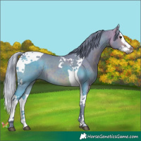 Horse Color:Watercolor Bay Splash Tobiano 