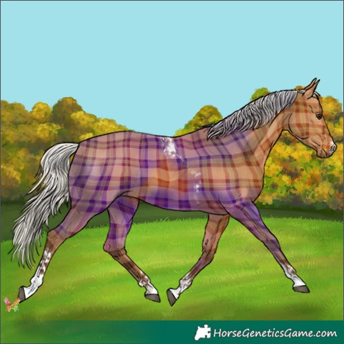 Horse Color:Plaid  Silver Bay Tobiano 