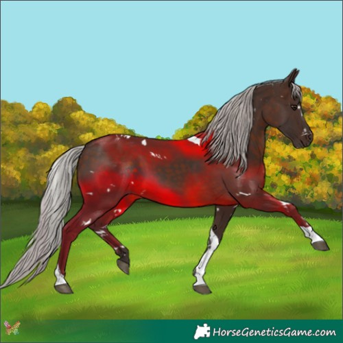 Horse Color:White Spotted Silver Brown Tobiano 
