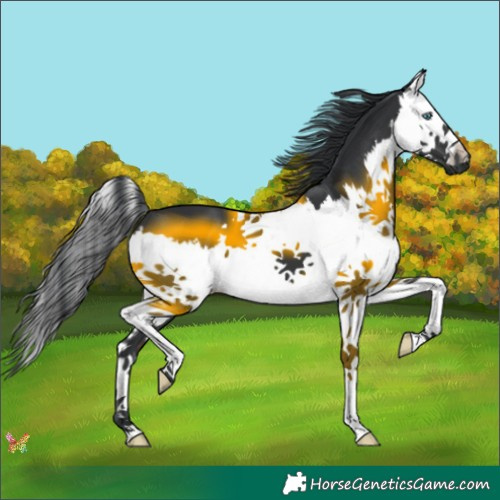 Horse Color:Black Splash 