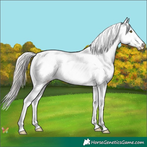 Horse Color:White Spotted Silver Brown Splash 