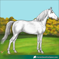 Horse Color:White Spotted Silver Brown Splash 