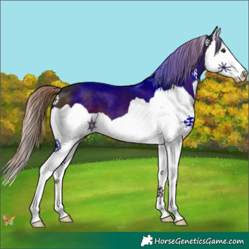 Horse Color:Liver Chestnut Splash 