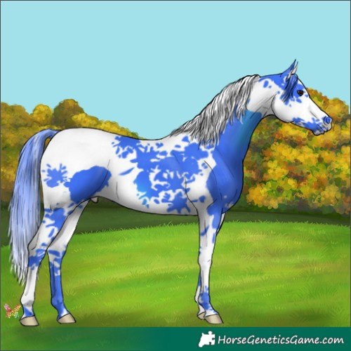 Horse Color:Watercolor Black Splash Tobiano 