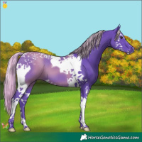 Horse Color:Watercolor Liver Chestnut Splash Tobiano 