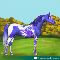 Horse Color:Watercolor Black Splash Tobiano