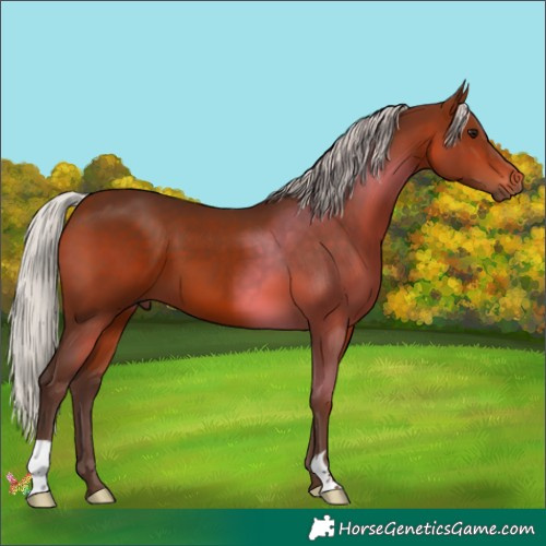 Horse Color:Silver Bay 