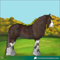 Horse Color:Midnight Sable Cream Champagne Splash 