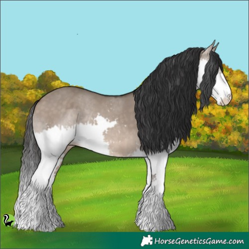 Horse Color:Brown Dun Splash Rabicano