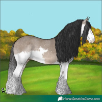 Horse Color:Brown Dun Splash Rabicano 