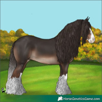 Horse Color:Liver Chestnut Splash 