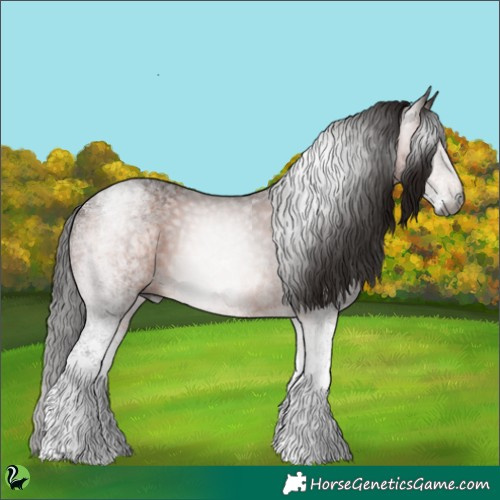 Horse Color:Gray White Spotted Bay 