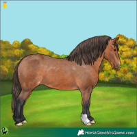 Horse Color:Bay Appaloosa 