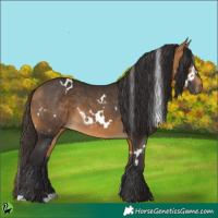Horse Color:White Spotted Buckskin 
