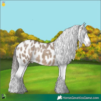 Horse Color:Brown Dun Appaloosa 
