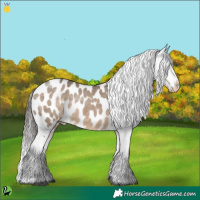 Horse Color:Brown Dun Appaloosa 