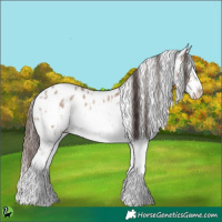 Horse Color:White Spotted Sable Champagne Sabino Appaloosa 