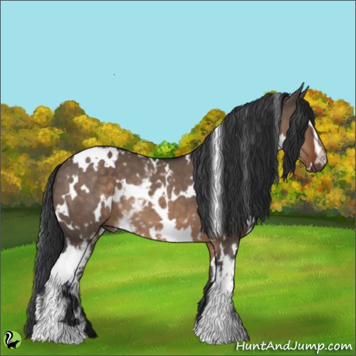 Horse Color:White Spotted Brown Dun 