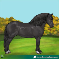 Horse Color:Smoky Black 
