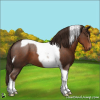 Horse Color:Liver Chestnut Tobiano 