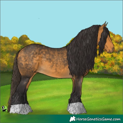 Horse Color:Buckskin 