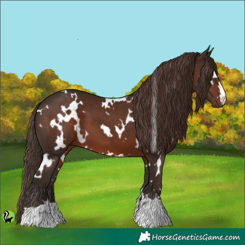 Horse Color:White Spotted Liver Chestnut 