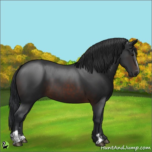 Horse Color:Brown Sabino 