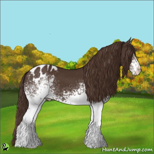 Horse Color:White Spotted Liver Chestnut Appaloosa 