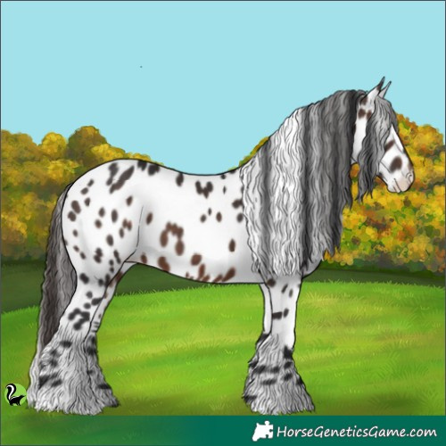 Horse Color:Brown Appaloosa 