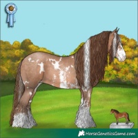 Horse Color:White Spotted Brown Pearl Sabino