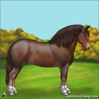 Horse Color:Liver Chestnut 