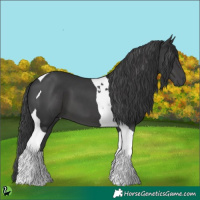 Horse Color:Black Tobiano