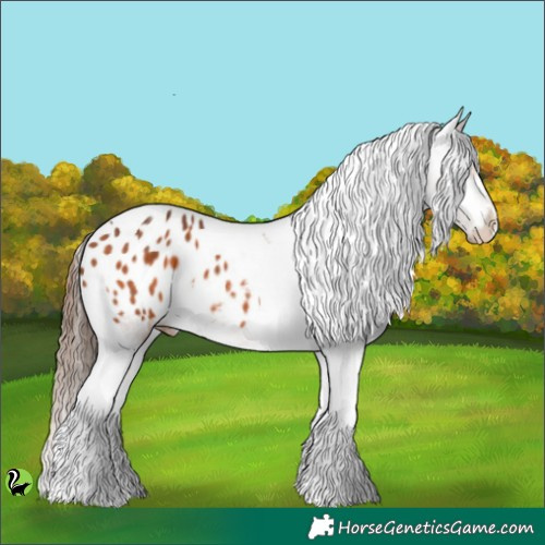 Horse Color:Bay Tobiano Appaloosa 