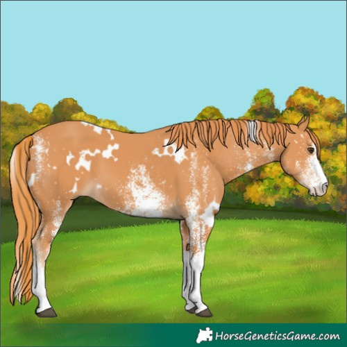 Horse Color:White Spotted Chestnut 