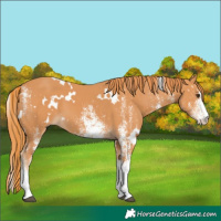 Horse Color:White Spotted Chestnut 