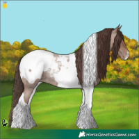 Horse Color:Classic Champagne Roan Tobiano Snowcap 