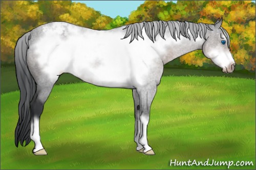 Horse Color:Brown Roan Frame Appaloosa 